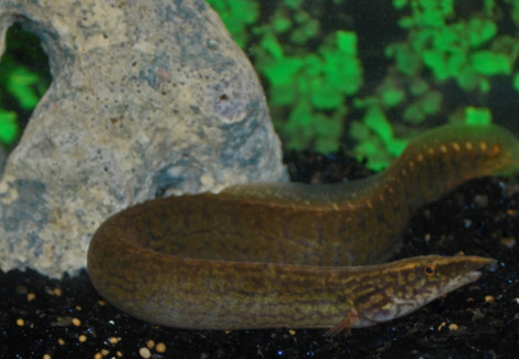 Mastacembelus Frenatus M/L
