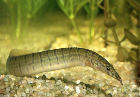 Mastacembelus Zebrinus M