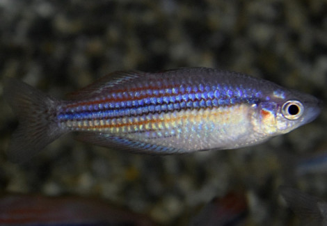 Melanotaenia Utcheensis M