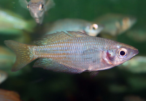 Melanotaenia Fluviatilis  M