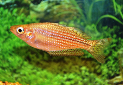 Melanotaenia Rubrostriata L