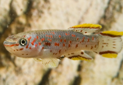 Aphyosemion Gardneri Xl
