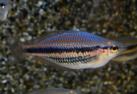 Melanotaenia Trifasciata Blyth River L