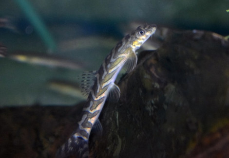 Mesonoemacheilus Triangularis M