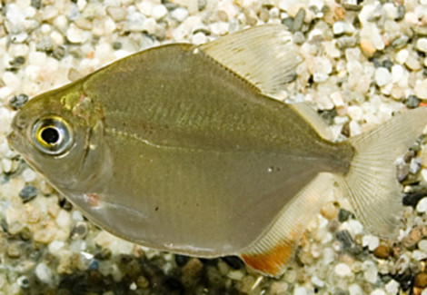 Metynnis Hypsauchen S