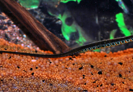 Microphis Deocata S/M