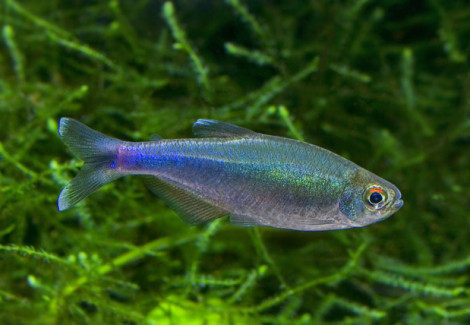 Boehlkea Fredcochui M