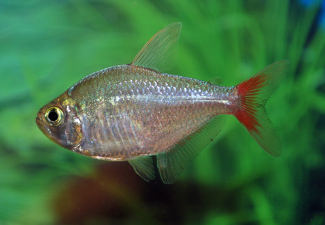 Hyphessobrycon Columbianus  S/M