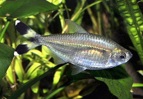 Moenkhausia Dichroura M
