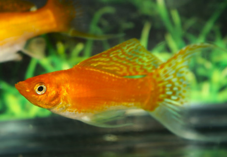 Poecilia Latipinna Gold Longfin M