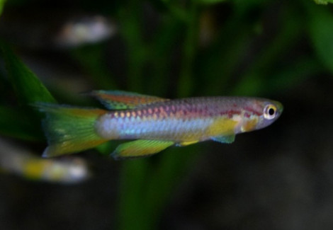 Aphyosemion Poliaki L