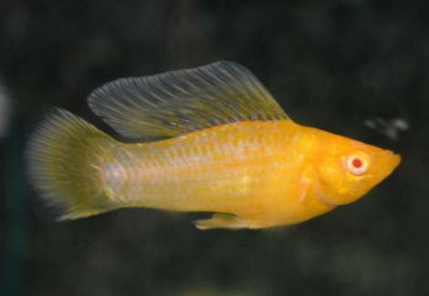 Mollie/Guppyvelifera Albino L
