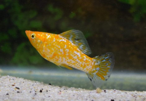 Mollie/P. Velifera Gold Spotted M/L