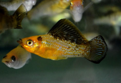 Poecilia Latipinna  Gold Marble S