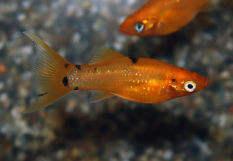 P. Sphenops Golddust Longfin S/M