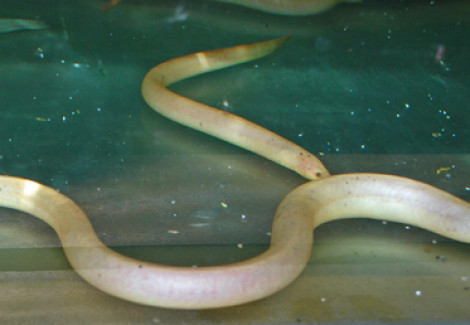 Monopterus Albinus Xl