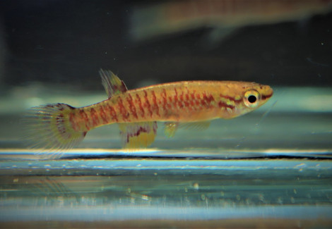 Aphyosemion Exiguum M