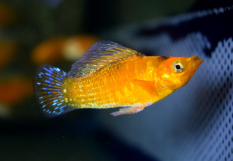 Mollie/Poecilia Velifera Neon Orange M
