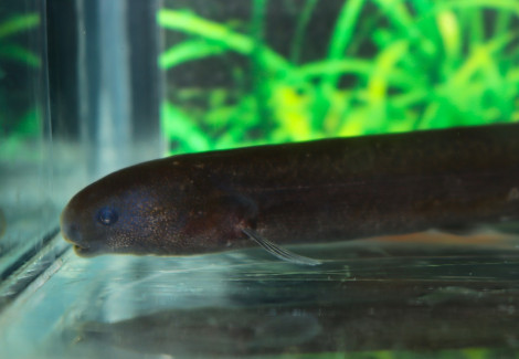 Isichthys Henryi M