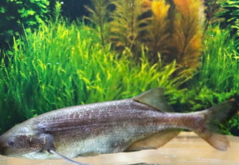 Marcusenius Angolensis L