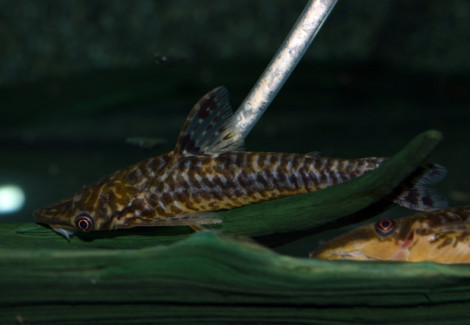 Hypoptopoma Sp. Peru 3 L