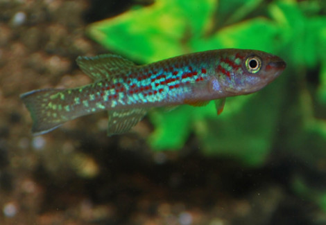Fundulopanchax Moense M