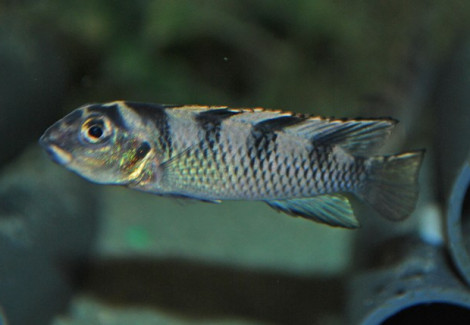 Nanochromis Transvestitus S
