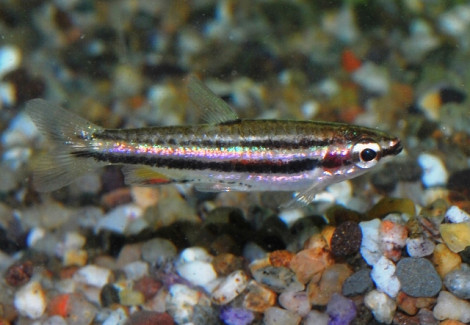 Nannostomus Marginatus M
