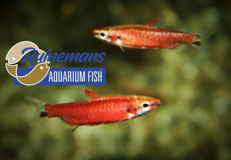 Nannostomus Amaya M