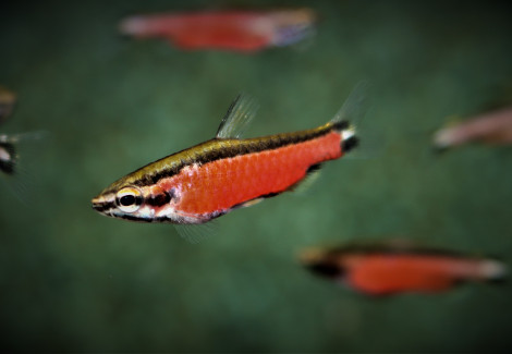 Nannostomus Cenepa M