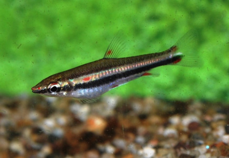 Nannostomus Trifasciatus S