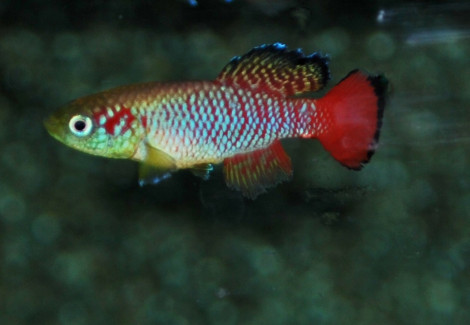 Nothobranchius Guentheri M