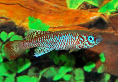 Nothobranchius Kilomberoensis M