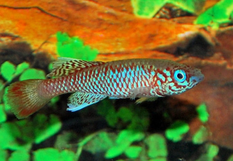 Nothobranchius Sp. Kilomberoensis L