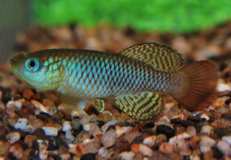 Nothobranchius Palmqvisti M