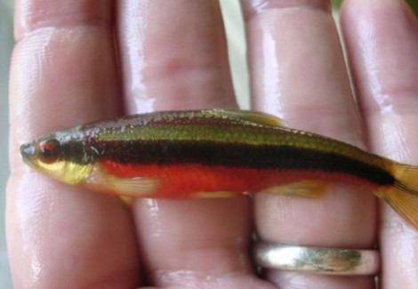 Notropis Lutipinnis S