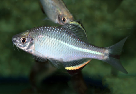 Paratanakia Chii M