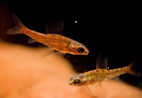 Odontocharacidium Aphanes M