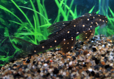 Panaqolus Albomaculatus Lda31 L