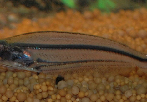 Parailia Pellucida L