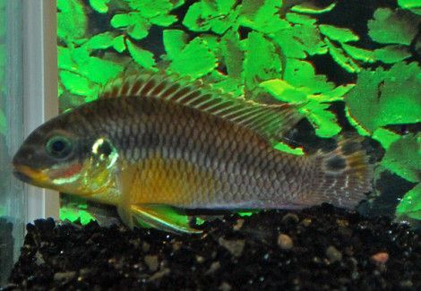 Pelv. Taeniatus Wouri M