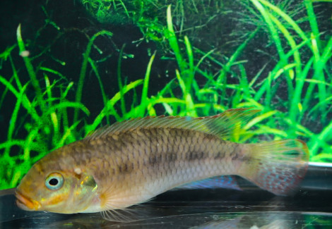 Pelvicachromis Kribensis Muyuka M