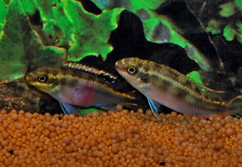 Pelvicachromis Pulcher Red L