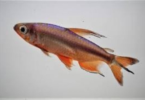 Alestopetersius Cf. Brichardi M