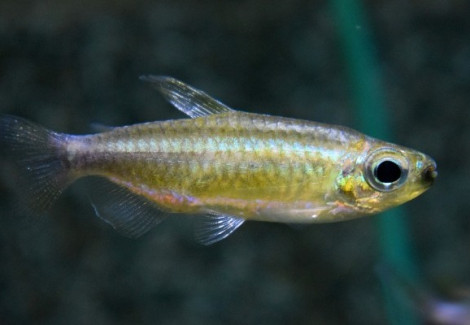 Phenacogrammus Sp. Nioki  L