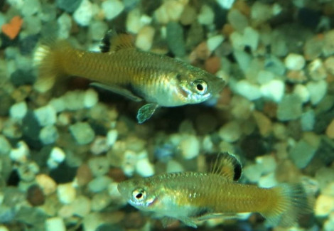 Phallichthys Tico M