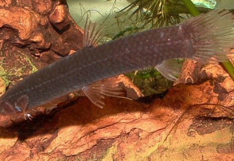 Phractolaemus Ansorgei M