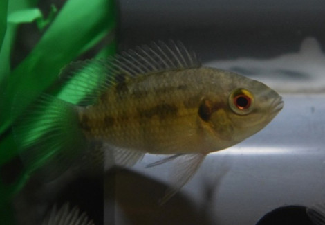 Pelmatochromis Nigrofasciatus S