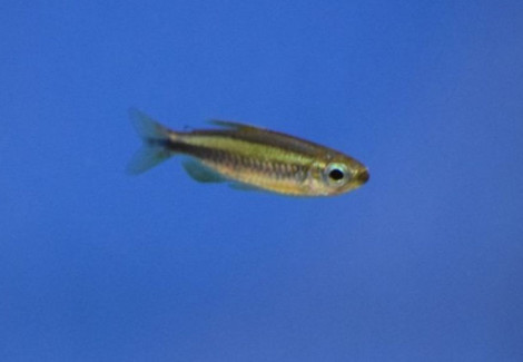 Micralestes Sp. Lukeni M