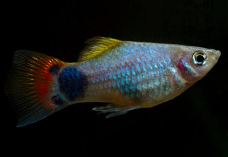 Platy Blue Red Mickey Mouse M